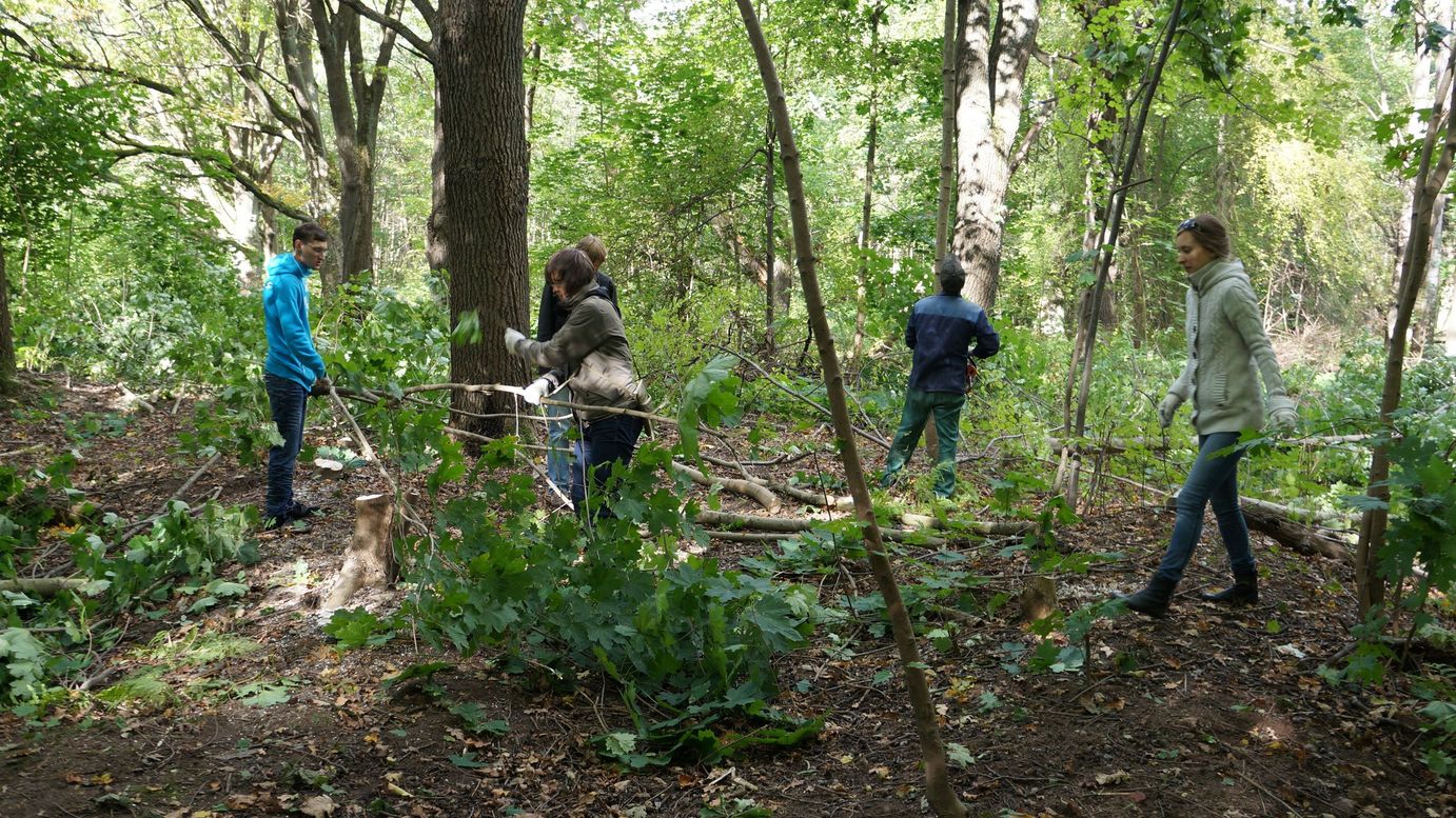Спасение дубов