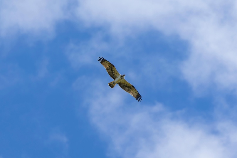 На ООПТ Санкт-Петербурга обнаружено гнездо редкой скопы