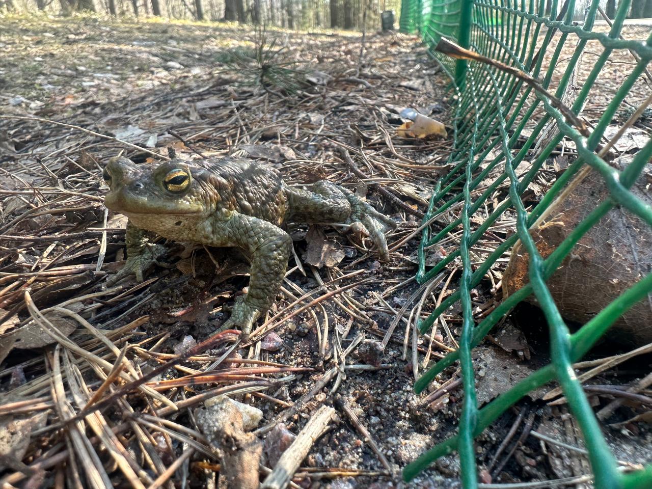 Жабы дома: миграция завершена!